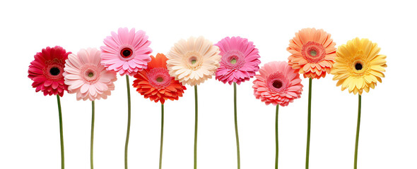 Colorful array of gerbera daisies, cut out - obrazy, fototapety, plakaty