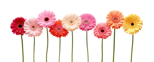 Poster Colorful array of gerbera daisies, cut out © Yeti Studio