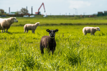 Beautiful nature, animals and landscape in spring near Marken, Waterland, North Holland, Netherlands