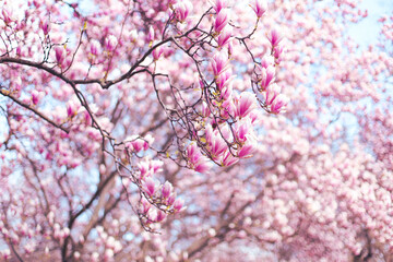 Obraz premium pink cherry blossom