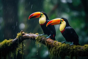 Foto op Canvas Two toucans sitting on a branch in the rainforest, toucan tropical bird sitting on a tree branch in natural wildlife environment, Ai generated © Tanu