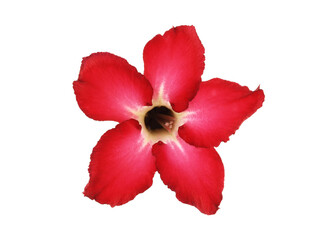 single vibrant red desert rose or impala lily flower isolated on transparent