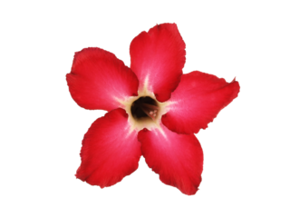 single vibrant red desert rose or impala lily flower isolated on transparent