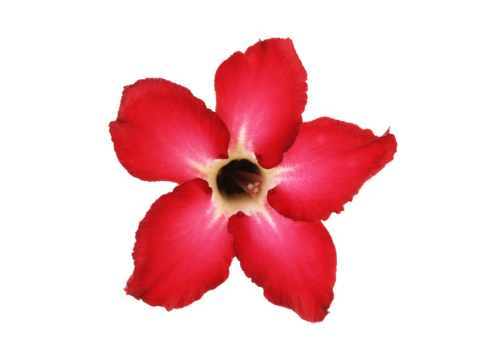 single vibrant red desert rose or impala lily flower isolated on transparent