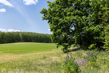 cereal growing business in eastern europe