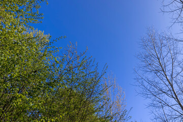 deciduous trees in the forest in the spring season
