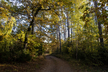 Autumn forest with trees during leaf fall