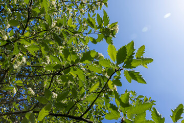 rowan flowers during flowering in spring park