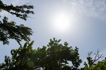 beautiful green lime trees in warm sunny weather