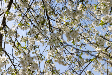 spring garden with cherry blossoms in sunny weather