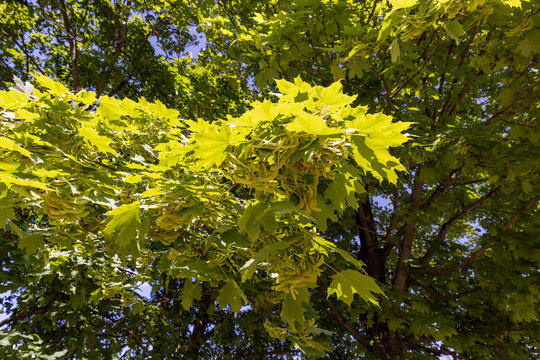 a maple tree in sunny weather against a blue sky background