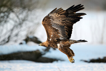 Golden eagle (Aquila chrysaetos)