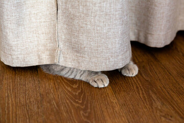 the gray kitten hid behind the curtain. The cat's paws stick out from under the curtain. Copy space, place for text