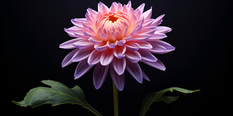 A pink and purple dahlia flower with a black background AI Generative
