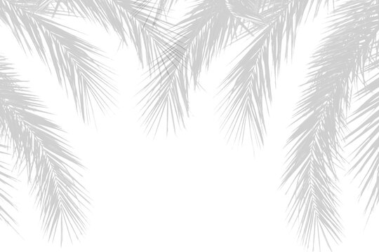 Realistic shadow of palm leaves isolated on white background. Tropical plants silhouette for summer decoration elements