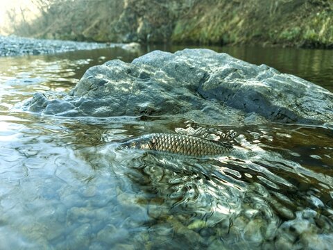 Squalius cephalus. fish in the water