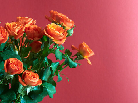 Beautiful red roses on a red background