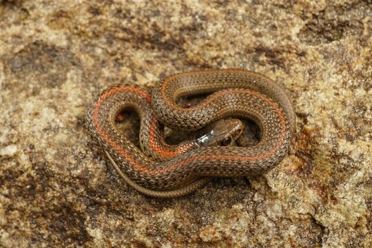 Closeup on the Northwestern Gartersnake , Thamnophis ordinoides