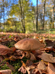 Closeup on a cep or penny bun mushroom, Boletus edulis mushroom on the forest floor