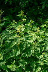Cluster of stinging nettles growing on the Veluwe near Loenen, a sign of nitrogen overload in the soil