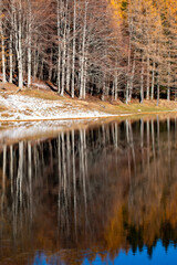 Beech forests reflected in lake in coniferous mountains in Italy - 732341239
