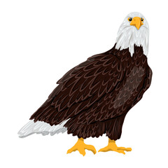 A large bald eagle. Realistic vector animal