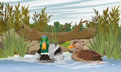 A pair of mallard ducks swim in the river. Wild waterfowl Anas platyrhynchos. Realistic vector landscape © AnnstasAg