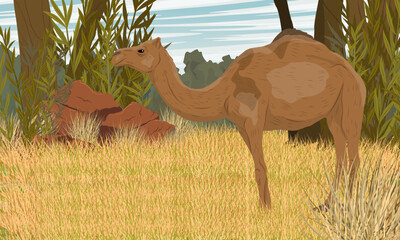 A re-feralized dromedary camel stands in dry grass in Australia. Realistic vector landscape