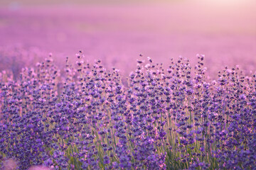 Bush of lavender frower at sunset.