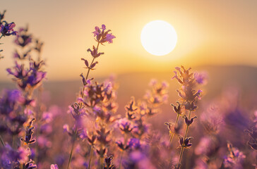 Bush of lavender frower at sunset.