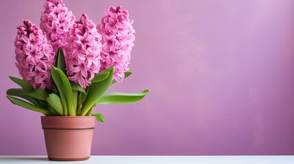 Pink hyacinth flowers grow in a pot. A delicate, beautiful spring flower. A fragrant, lush flower. The concept of spring, Women's Day.