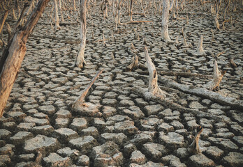Destruction mangrove forest scenery, destruction mangrove forest is an ecosystem that has been...