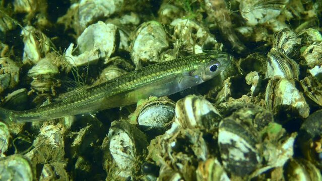 Big-scale sand smelt (Atherina boyeri) enters river mouths in search of rich food.