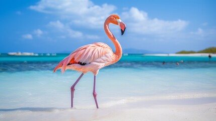 Pink flamingo on the beach from Aruba