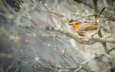 pretty robin perched on a branch