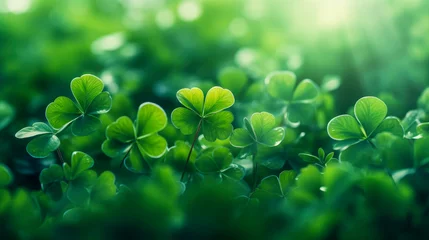 Foto op Plexiglas Green clover leaves background with three-leaved shamrocks, Lucky Irish Four Leaf Clover in Field for St. Patrick's Day holiday symbol and bokeh. St. Patrick's day holiday symbol, earth day. © Marina_Nov