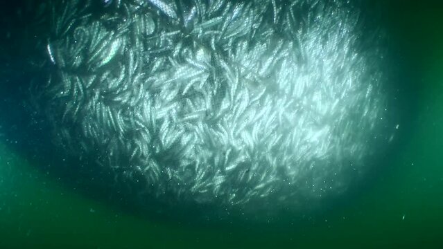 Fish inside the fishing net: as the net rises and its volume decreases, the density of the school of fish and the nervous tension increases. The camera is slowly moving away from the network.