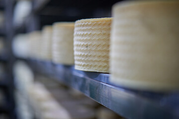Sheep cheese maturing in chamber
