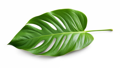 Tropical green leaf isolated on white with clipping