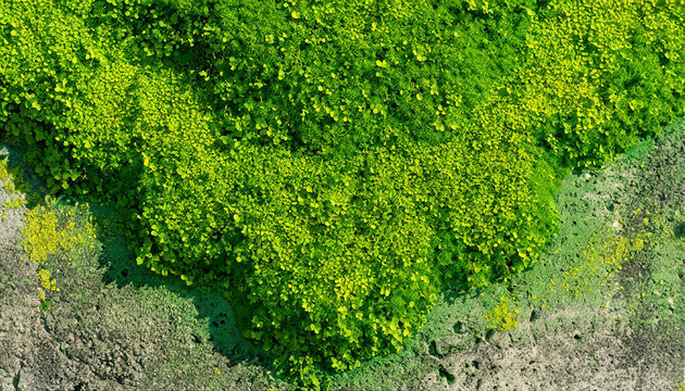 Moss growing on grey concrete wall background image.