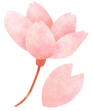 Cherry blossom flower isolated clipart transparent PNG