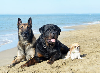 Fototapeta na wymiar dogs on the beach