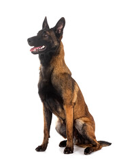 malinois in studio