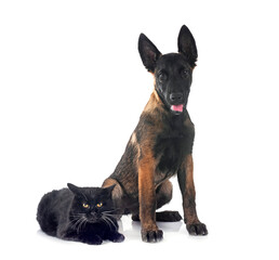 malinois and cat in studio