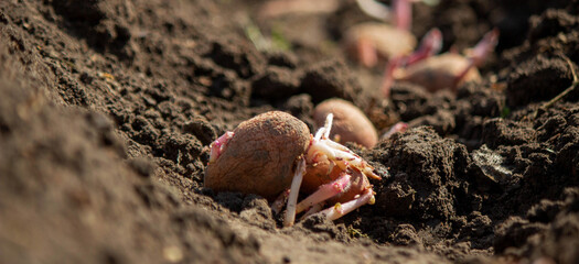 planting potatoes in spring, farm potatoes in hands. Selective focus.