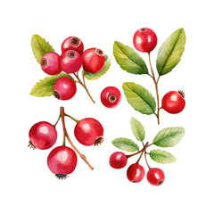 watercolor cranberry clipart for graphic resource