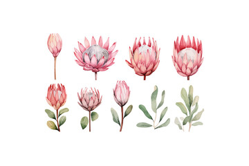 watercolor protea clipart for graphic resources