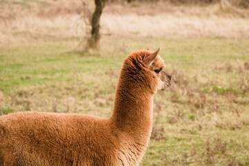 portrait of alpaca in the field
