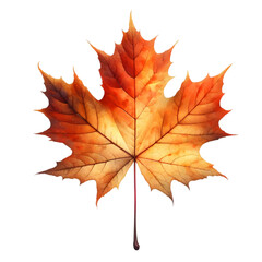 Fototapeta premium maple leaf