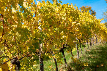 Fototapeta na wymiar vines of the hills in autumn red wine graspa rossa and trebbiano